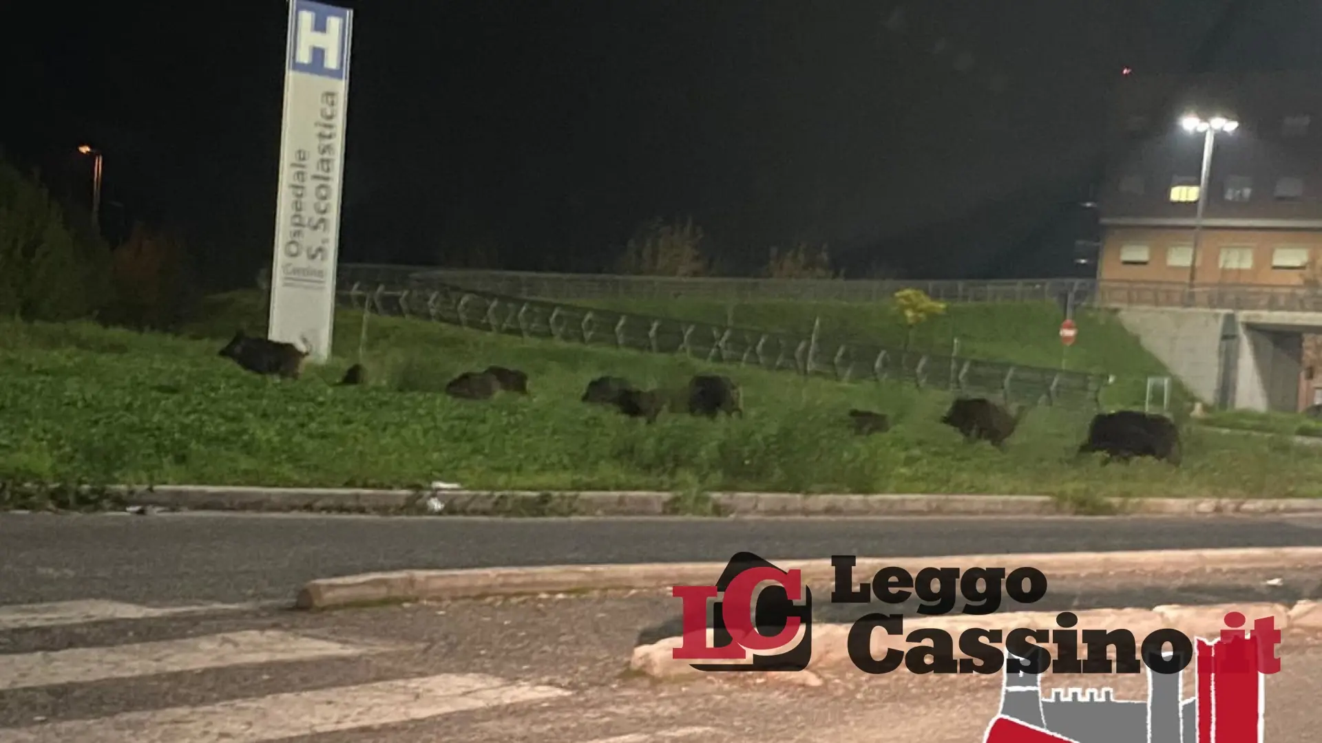 A Cassino anche i cinghiali vanno a fare il... tampone