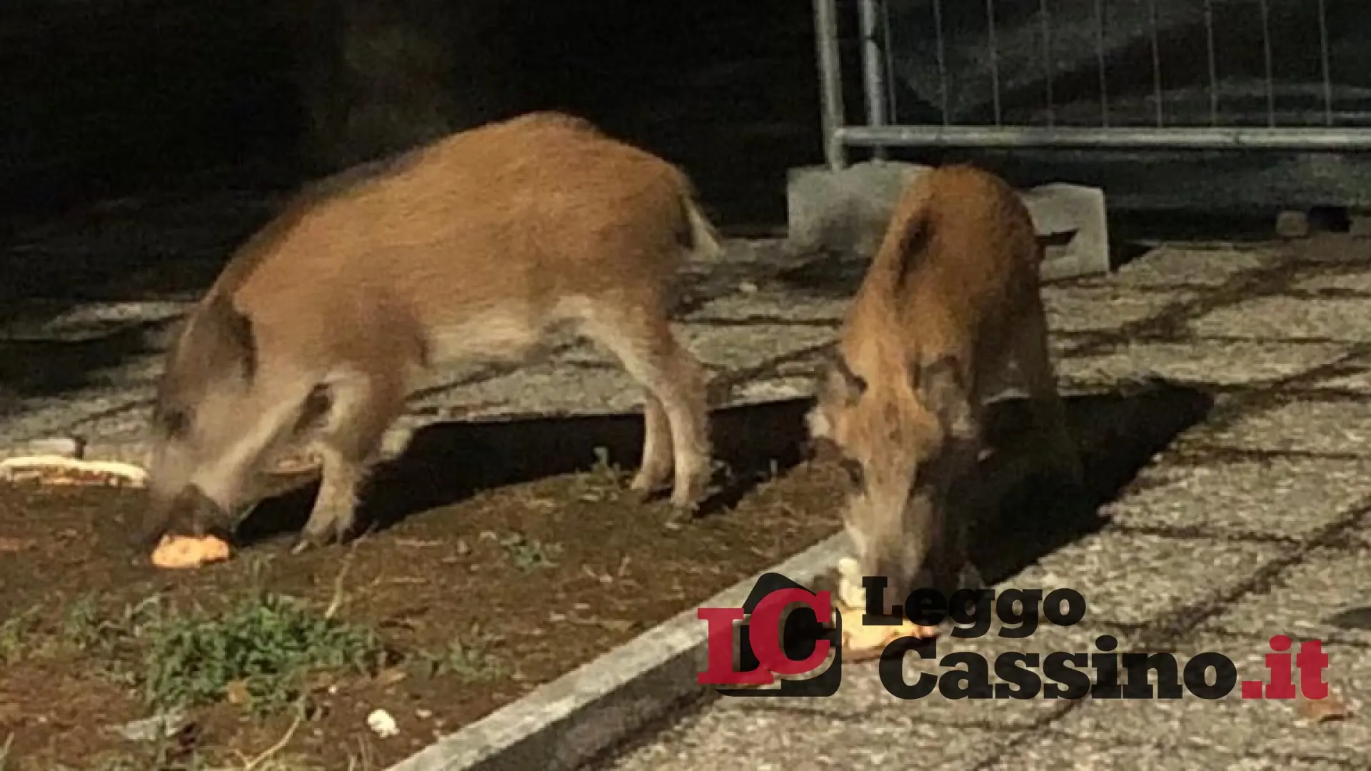 Sos cinghiali, Salera firma l'ordinanza per il contenimento