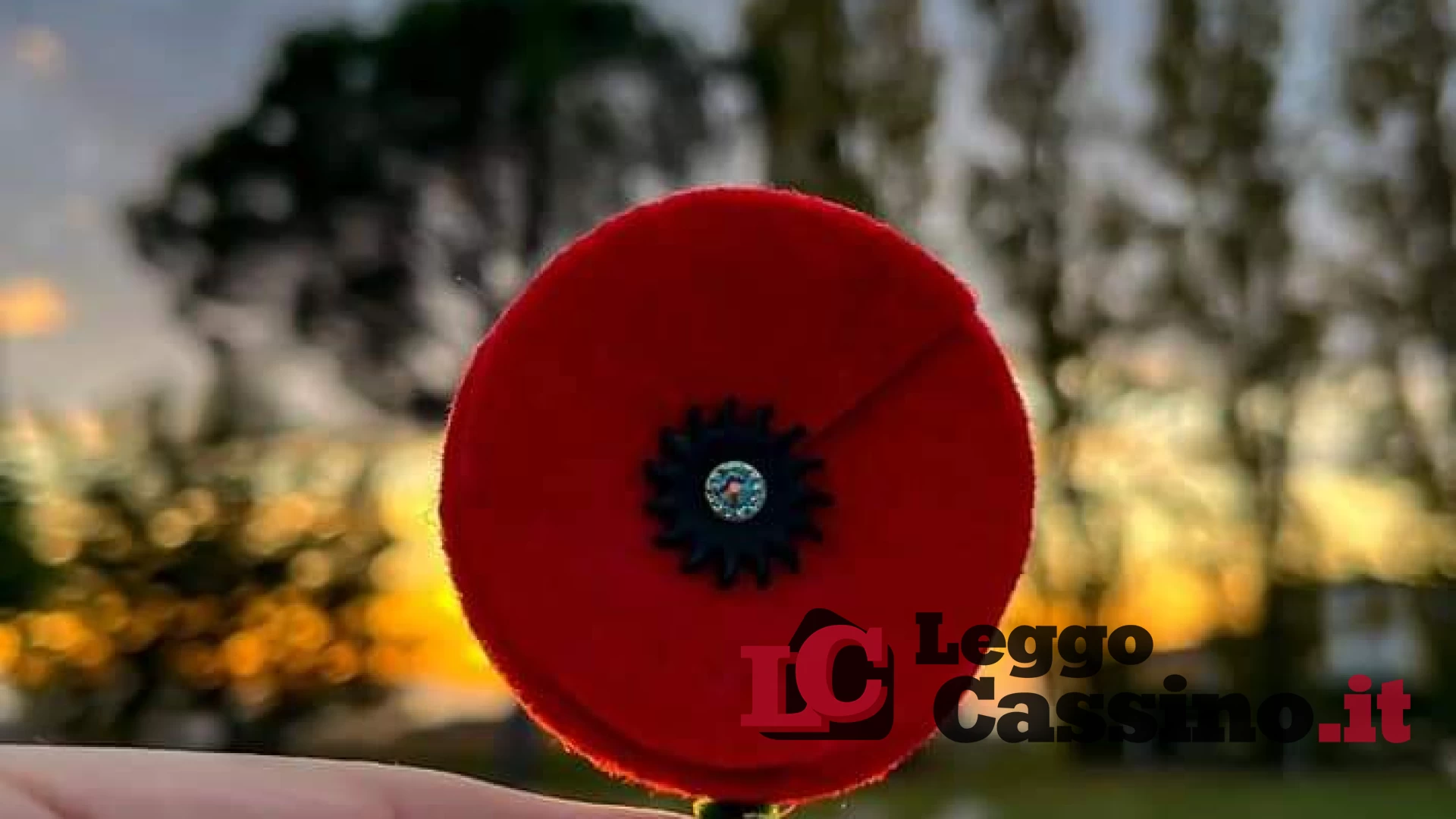 "Diventa Ambasciatore di Cassino Red Poppy": ecco l'iniziativa
