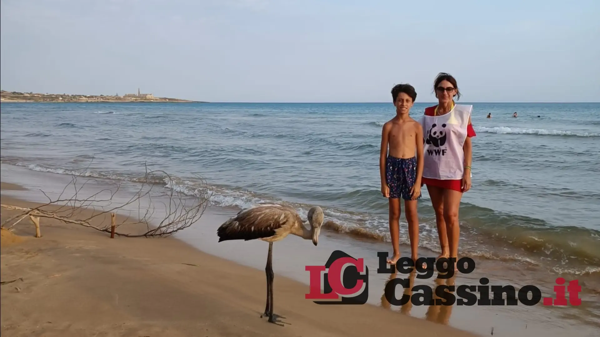 Bambino di Cassino salva un fenicottero rosa