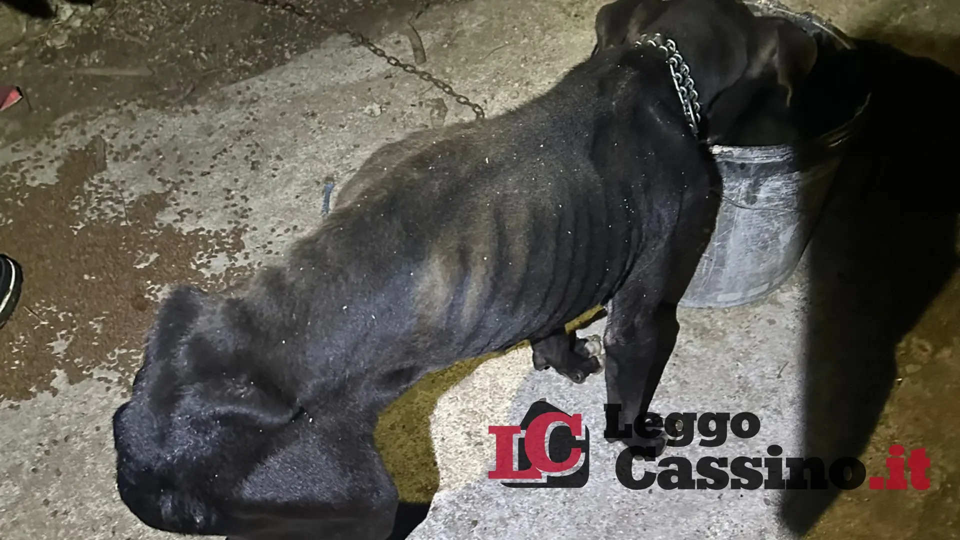 Cassino, maltrattamento e abbandono di animali: scatta il sequestro