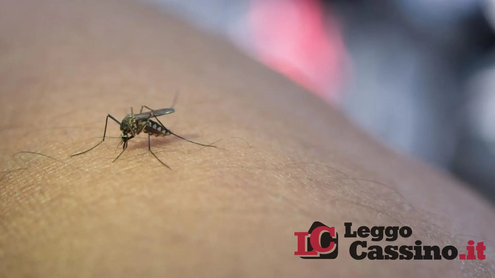 West Nile, alla scoperta del Virus che sta spaventando l'Italia