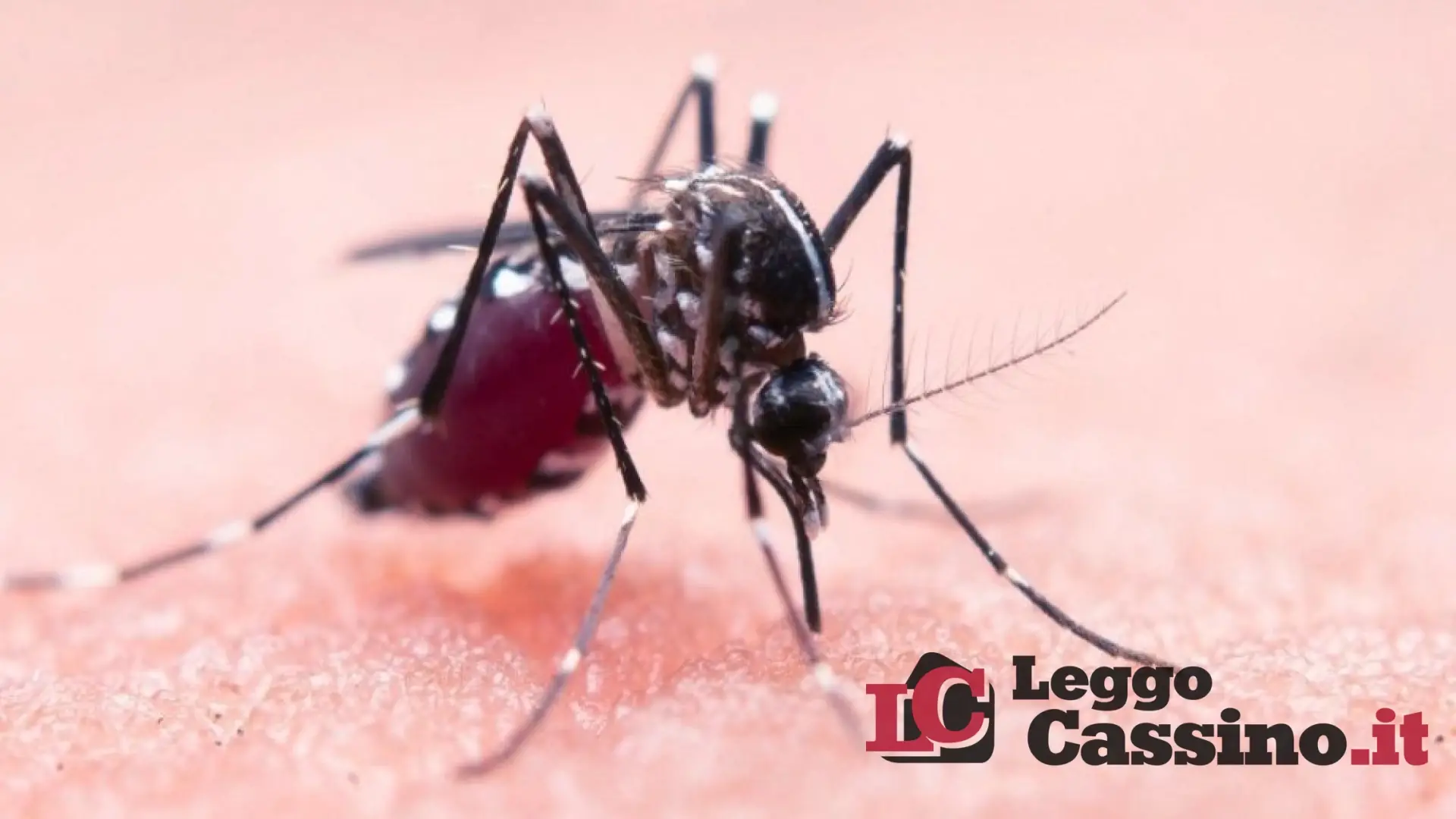 West Nile, altri due casi in Ciociaria. Nove vittime nel Lazio