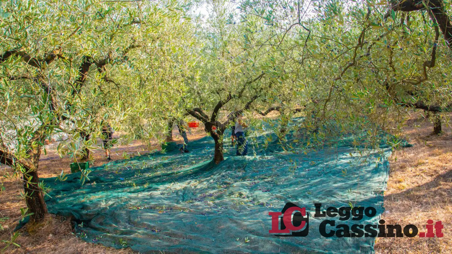 Olivamea, il salvataggio degli uliveti abbandonati con innovazione e solidarietà