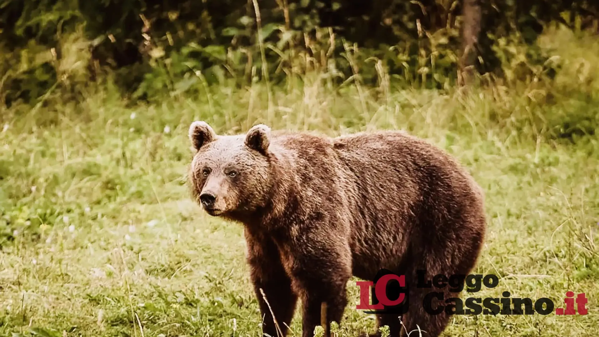 Allarme a Roccamonfina: orso avvistato nella zona di Torano