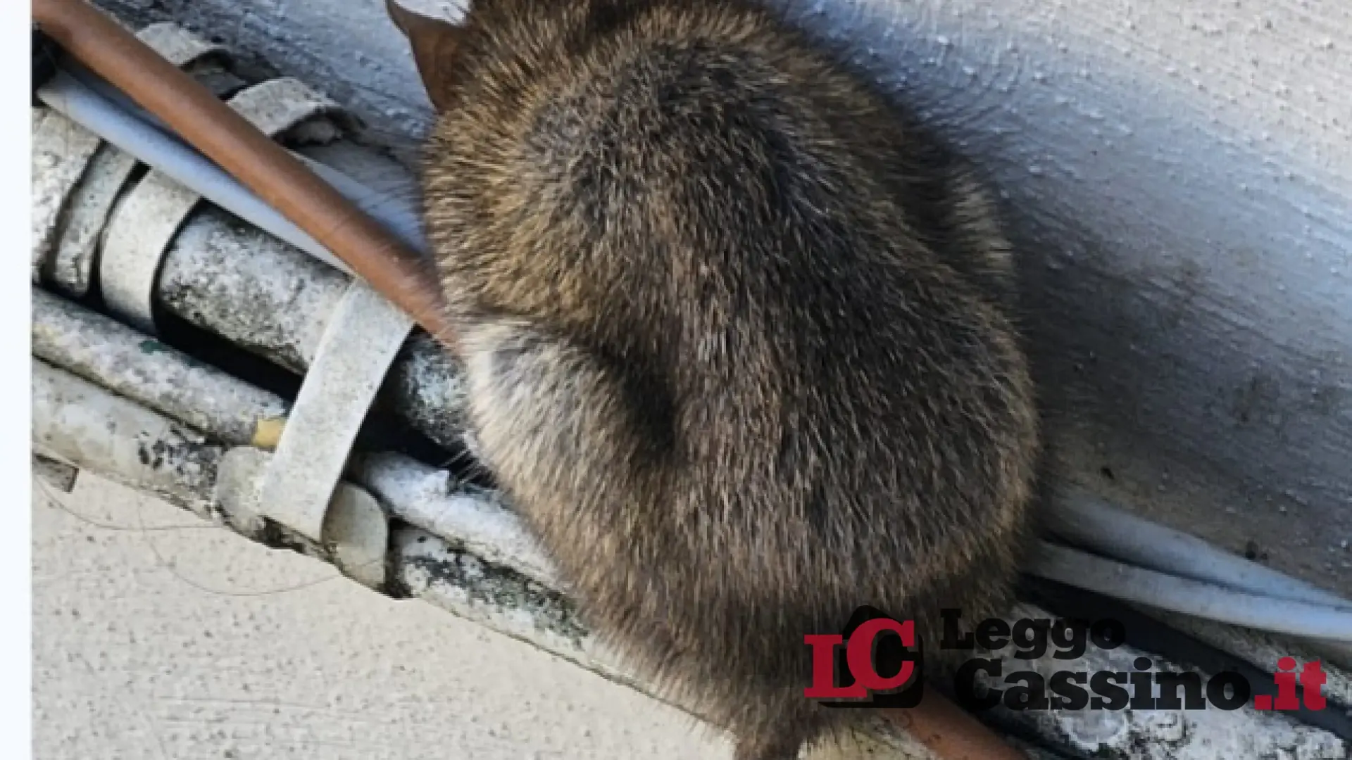 Cassino, emergenza ratti a via Pascoli: l'ira dei residenti