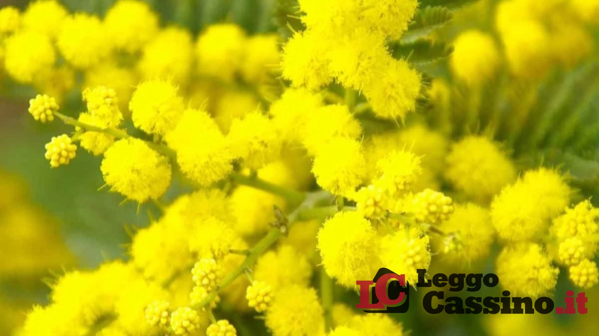 Messaggio della Presidente della Consulta delle Elette della provincia di Frosinone