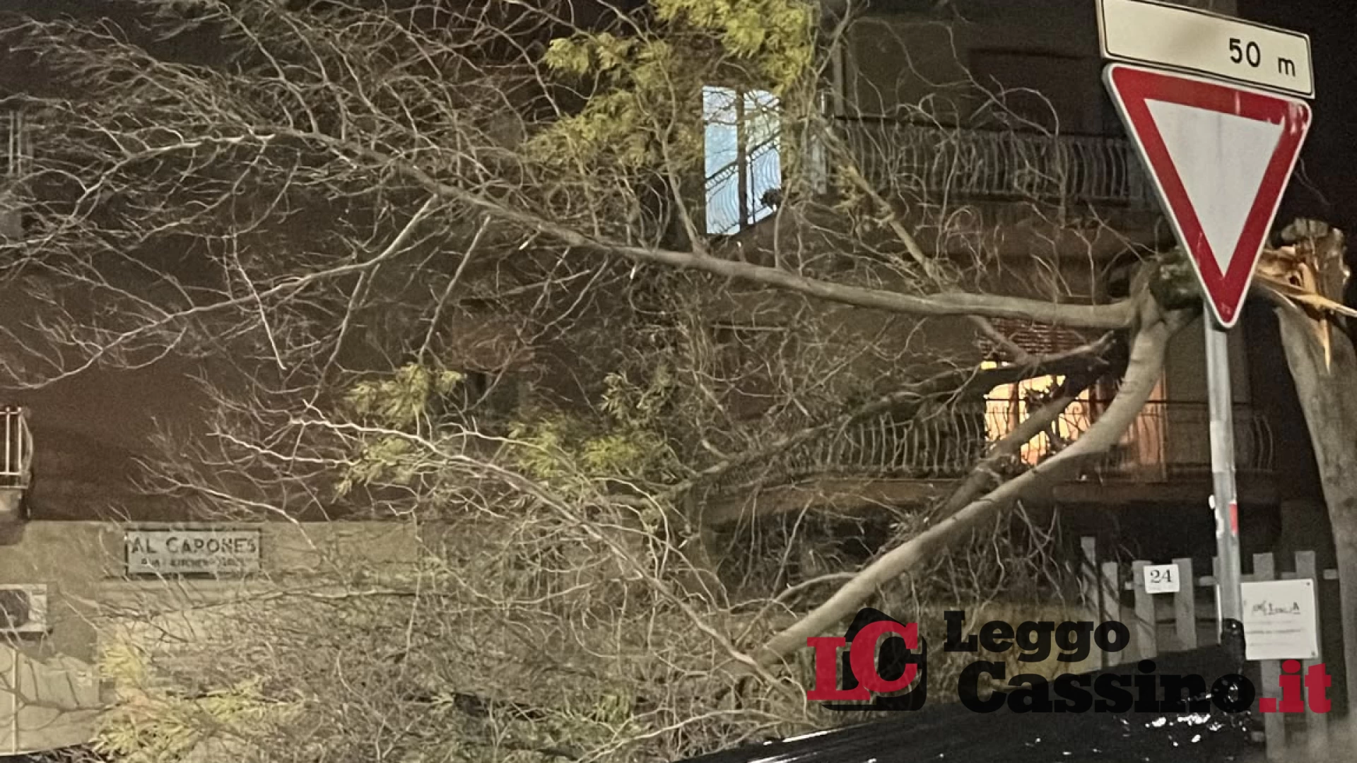 Cassino, quattro alberi cadono dopo il temporale: ora la manutenzione non può più aspettare