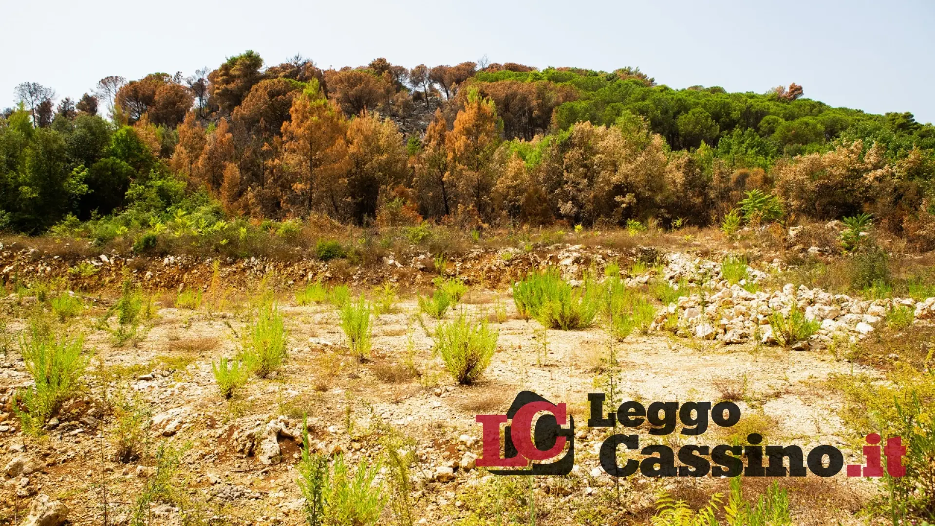 "Da Rotondo solo accuse infamanti e illazioni pesanti"