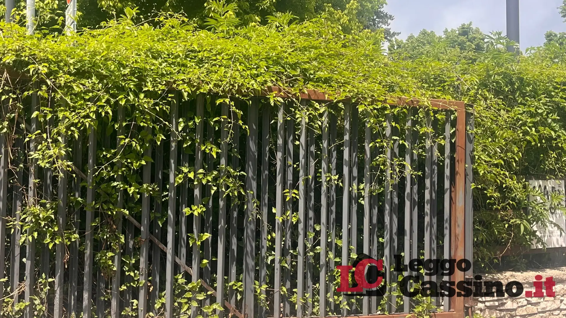 Erba alta e cura del verde, l'ambientalista Grossi attacca l'amministrazione