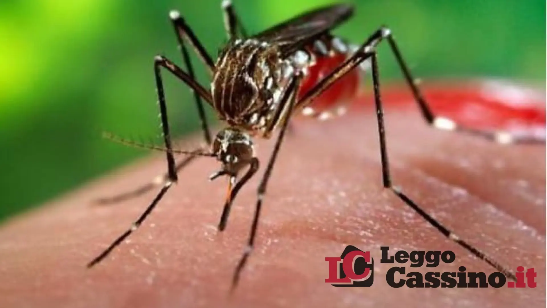 Virus West Nile: ottava vittima nel Lazio