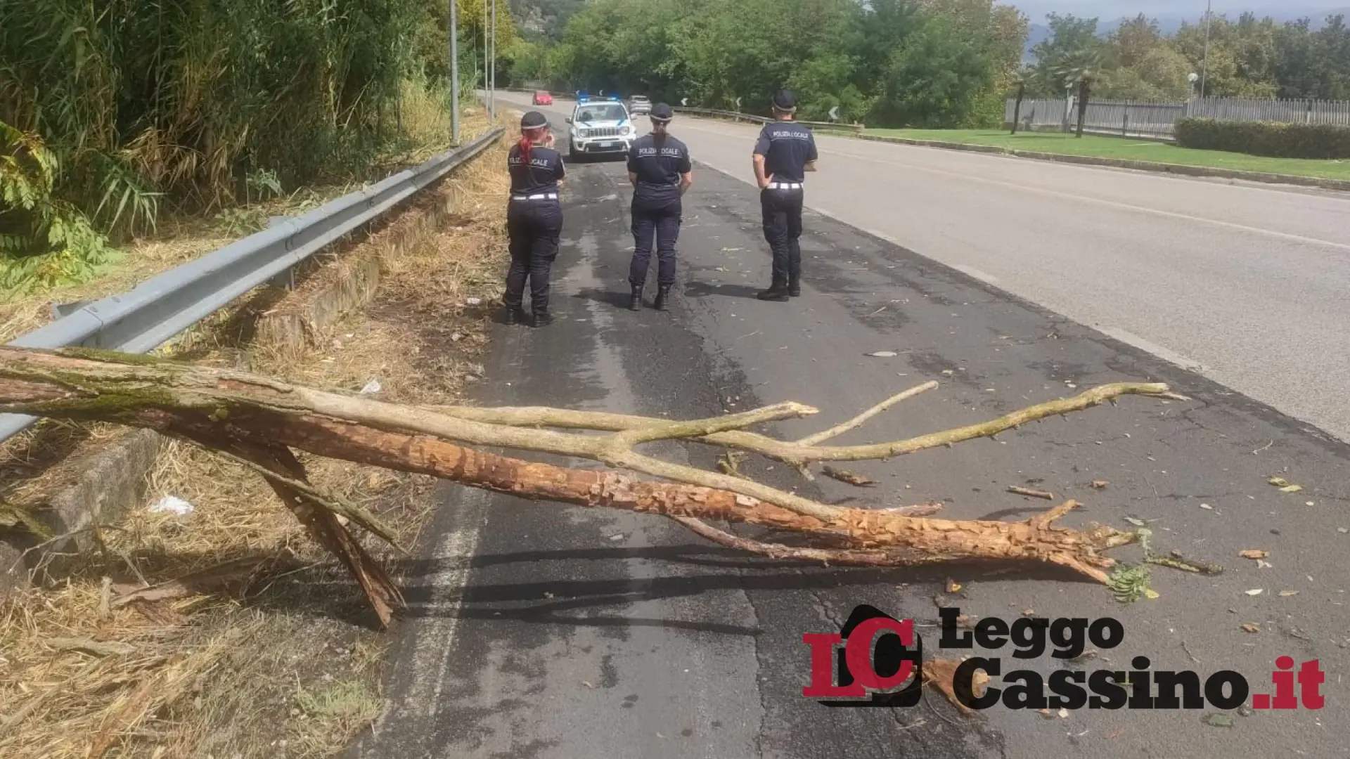 Emergenza maltempo a Cassino: un albero crolla sulla Cassino-Mare