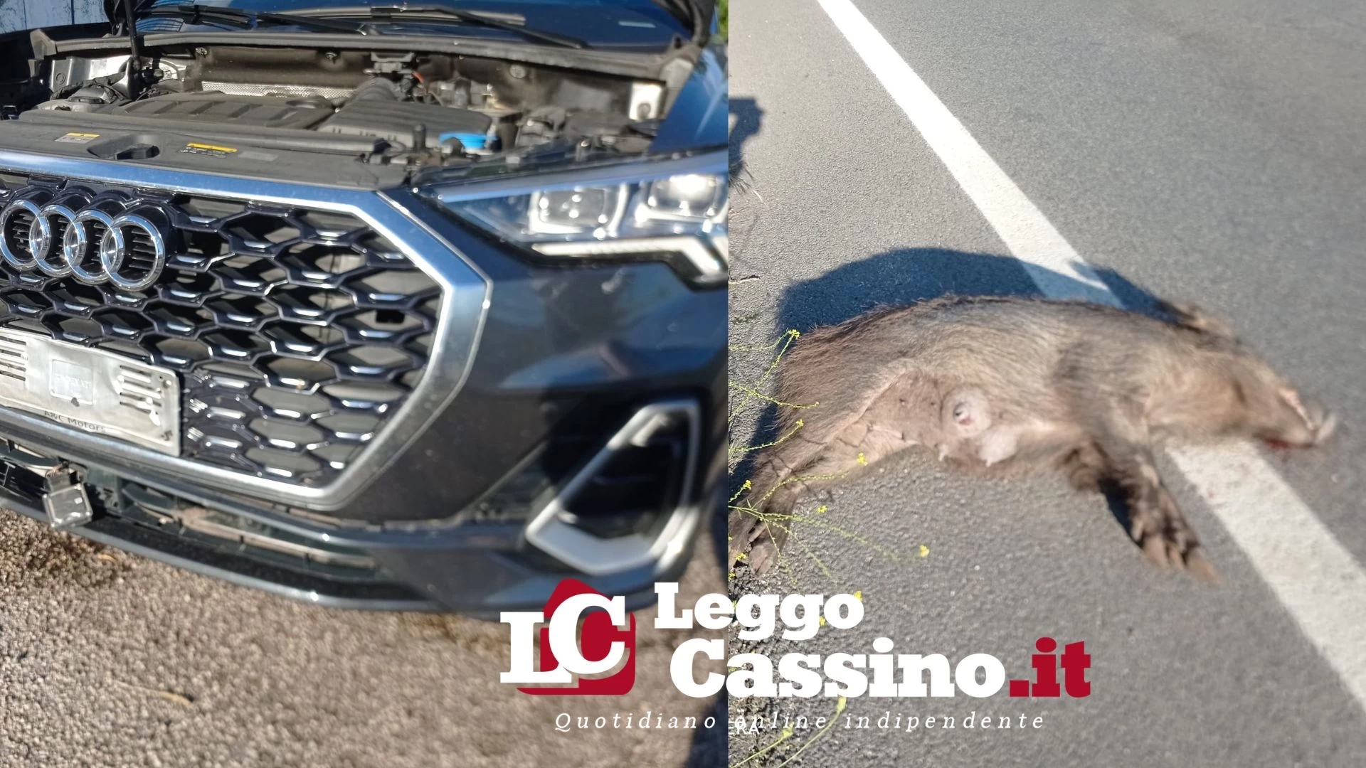 Cassino, doppio incidente sulla Casilina Nord: due cinghiali...
