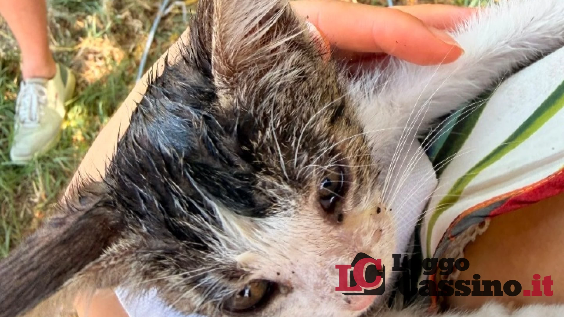 Cassino, gattino abbandonato si rifugia in un buco: salvato dalla Guardia Agroforestale e subito adottato